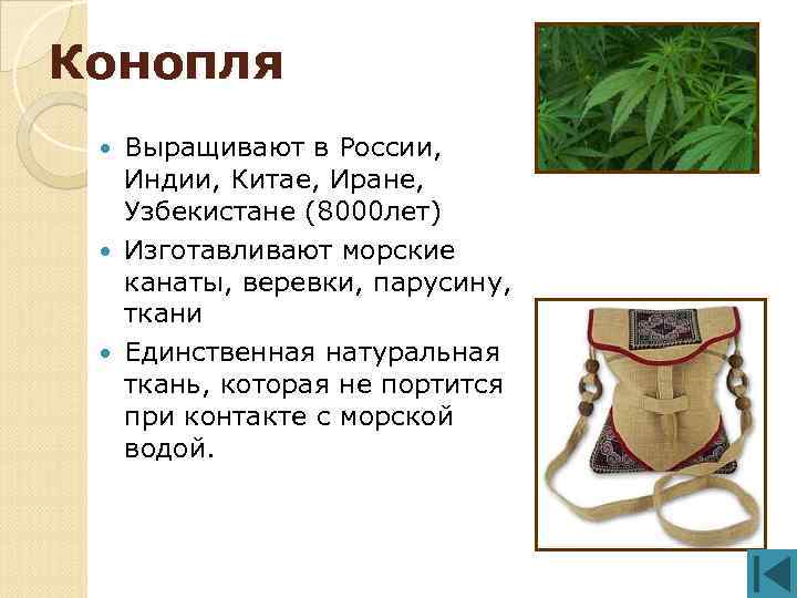 Конопля Выращивают в России, Индии, Китае, Иране, Узбекистане (8000 лет) Изготавливают морские канаты, веревки,