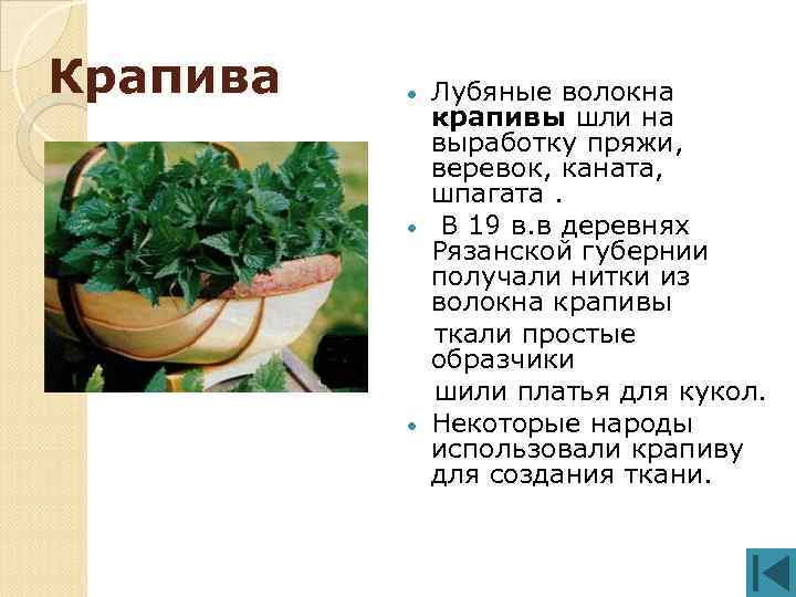 Крапива Лубяные волокна крапивы шли на выработку пряжи, веревок, каната, шпагата. В 19 в.
