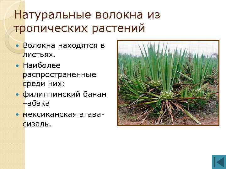 Натуральные волокна из тропических растений Волокна находятся в листьях. Наиболее распространенные среди них: филиппинский