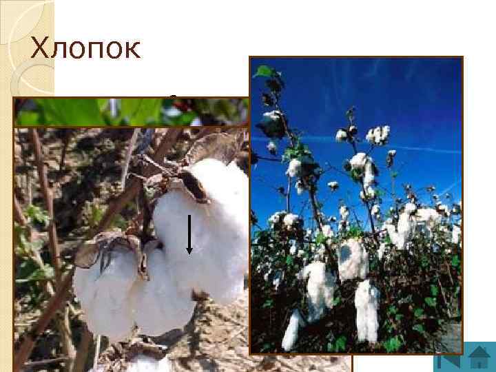 Хлопок Однолетнее кустарниковое растение высотой 1 м Плоды хлопчатника-коробочки с семенами 