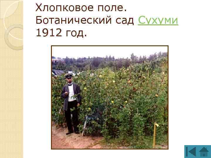 Хлопковое поле. Ботанический сад Сухуми 1912 год. 