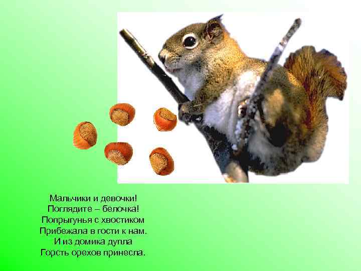 Мальчики и девочки! Поглядите – белочка! Попрыгунья с хвостиком Прибежала в гости к нам.