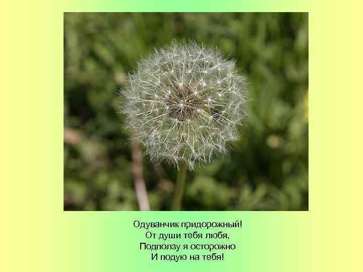 Одуванчик придорожный! От души тебя любя, Подползу я осторожно И подую на тебя! 