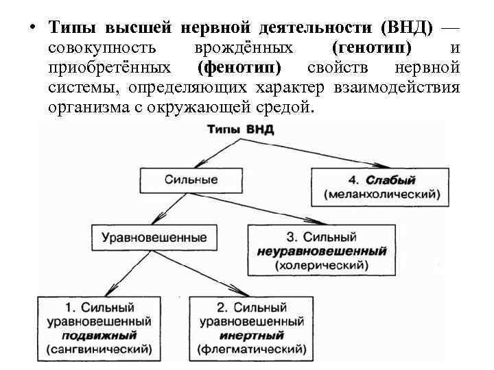  • Типы высшей нервной деятельности (ВНД) — совокупность врождённых (генотип) и приобретённых (фенотип)