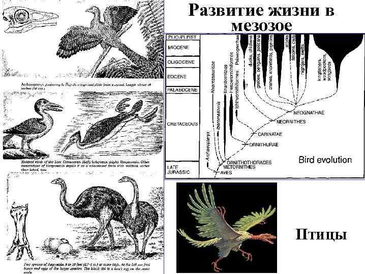 Развитие жизни в мезозое Птицы 