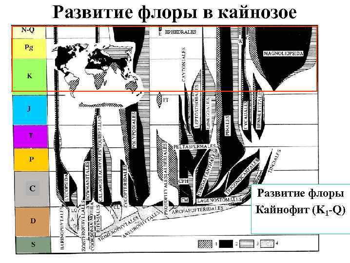 Развитие флоры в кайнозое EPHEDRALES C С Развитие флоры Кайнофит (K 1 -Q) 