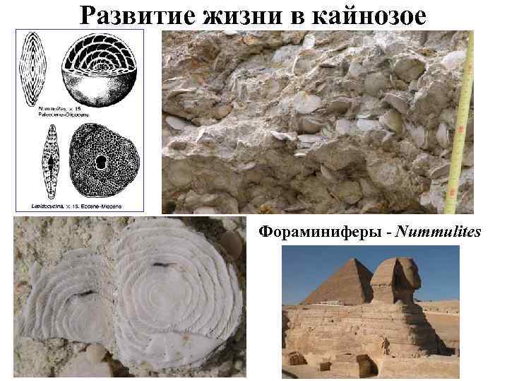 Развитие жизни в кайнозое Фораминиферы - Nummulites 