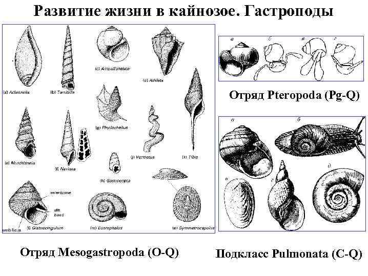 Развитие жизни в кайнозое. Гастроподы Отряд Pteropoda (Pg-Q) Отряд Mesogastropоda (O-Q) Подкласс Pulmonata (C-Q)