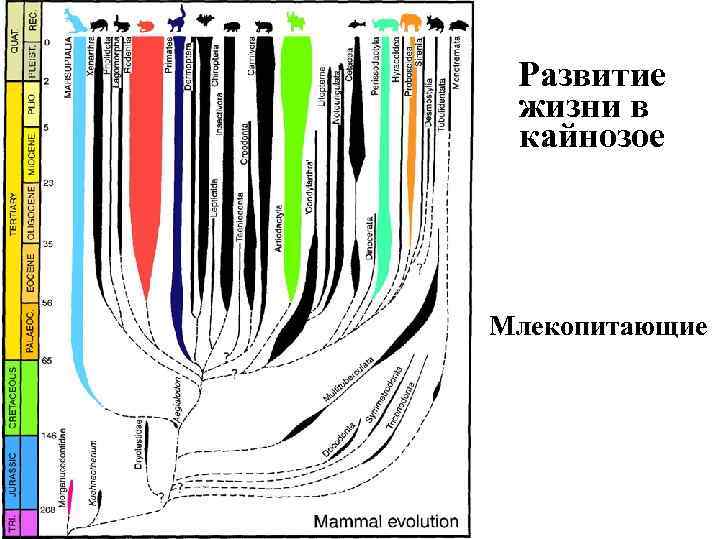 Развитие жизни в кайнозое Млекопитающие 