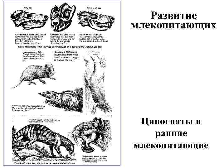 Развитие млекопитающих Циногнаты и ранние млекопитающие 