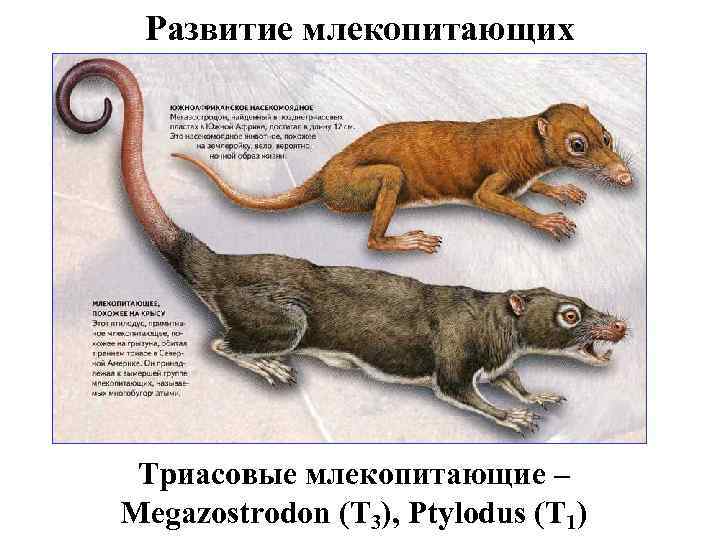 Развитие млекопитающих Триасовые млекопитающие – Megazostrodon (T 3), Ptylodus (T 1) 