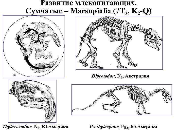 Развитие млекопитающих. Сумчатые – Marsupialia (? T 3, K 2 -Q) Diprotodon, N 1,