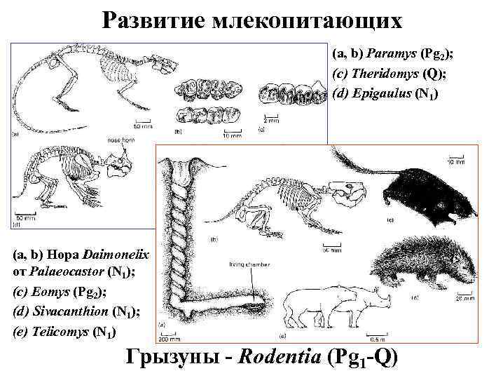 Развитие млекопитающих (a, b) Paramys (Pg 2); (c) Theridomys (Q); (d) Epigaulus (N 1)