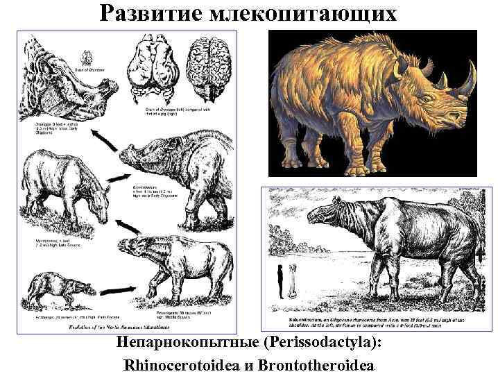 Развитие млекопитающих Непарнокопытные (Perissodactyla): Rhinocerotoidea и Brontotheroidea 