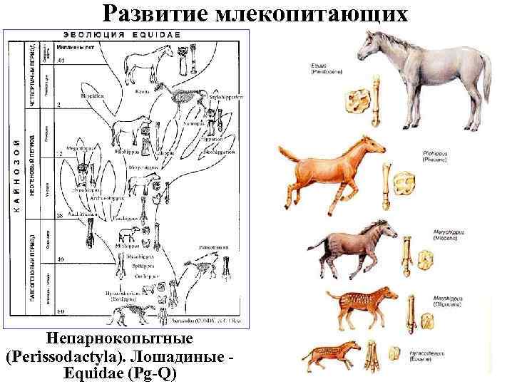 Развитие млекопитающих Непарнокопытные (Perissodactyla). Лошадиные Equidae (Pg-Q) 