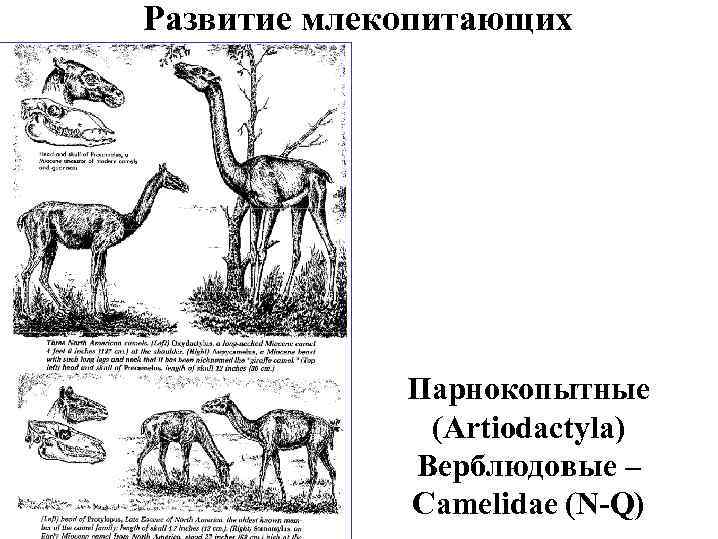 Развитие млекопитающих Парнокопытные (Artiodactyla) Верблюдовые – Camelidae (N-Q) 