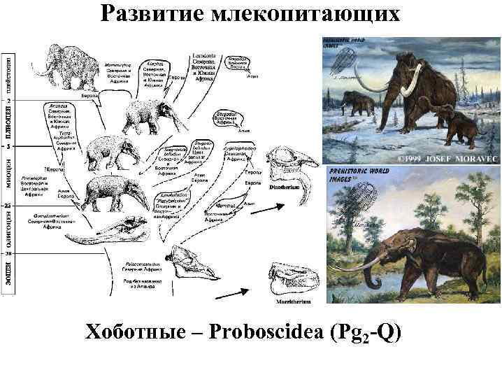 Развитие млекопитающих Хоботные – Proboscidea (Pg 2 -Q) 