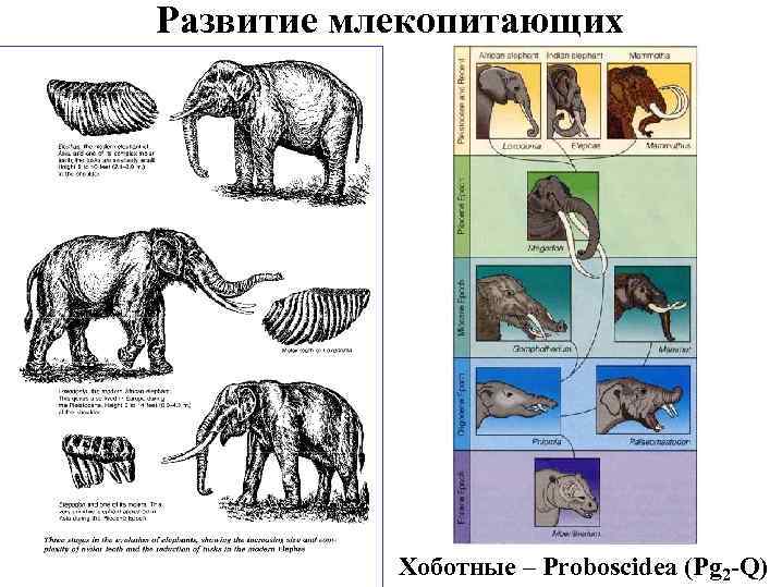 Хоботные и приматы план конспект