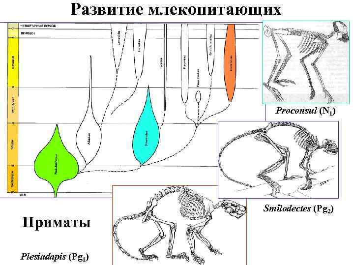 Развитие млекопитающих Proconsul (N 1) Приматы Plesiadapis (Pg 1) Smilodectes (Pg 2) 