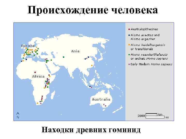 Происхождение человека Находки древних гоминид 