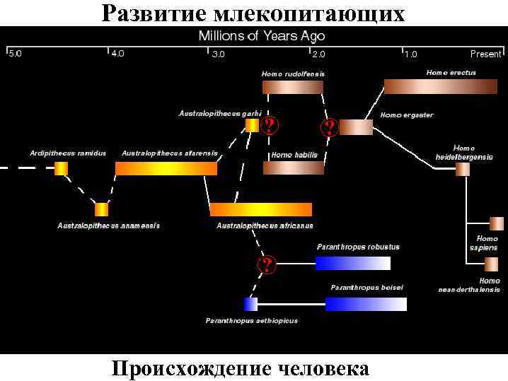 Развитие млекопитающих Происхождение человека 