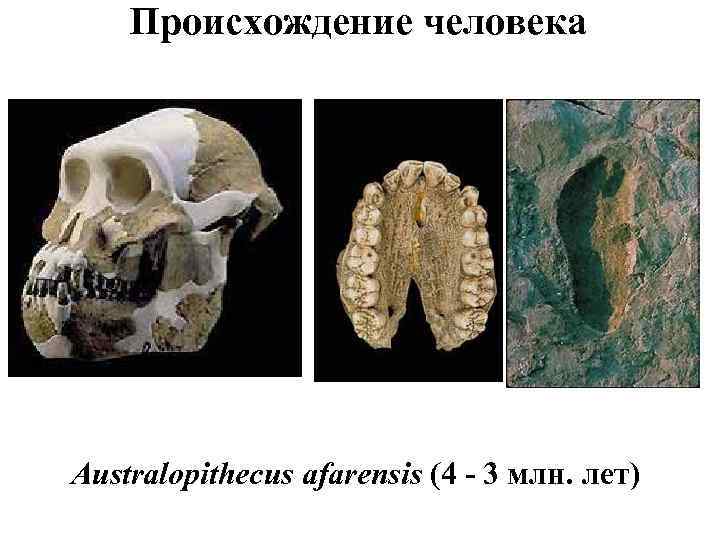 Происхождение человека Australopithecus afarensis (4 - 3 млн. лет) 