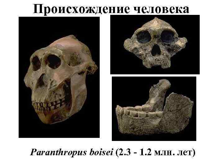 Происхождение человека Paranthropus boisei (2. 3 - 1. 2 млн. лет) 