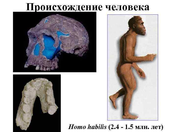 Происхождение человека Homo habilis (2. 4 - 1. 5 млн. лет) 