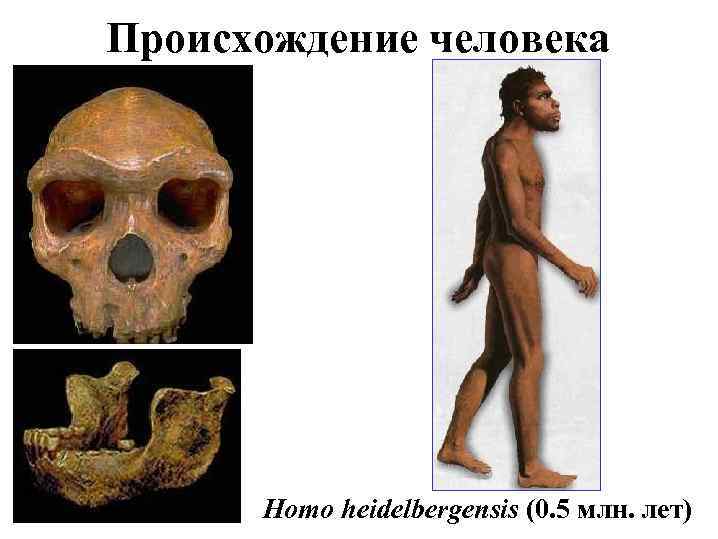 Происхождение человека Homo heidelbergensis (0. 5 млн. лет) 