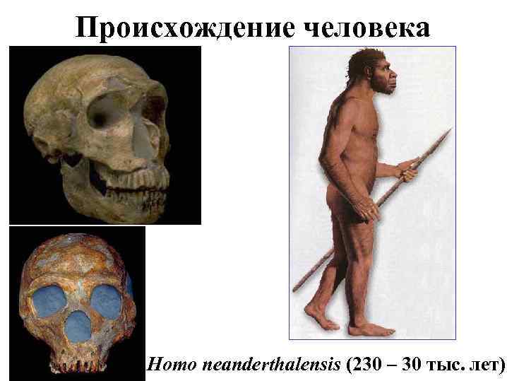 Происхождение человека Homo neanderthalensis (230 – 30 тыс. лет) 