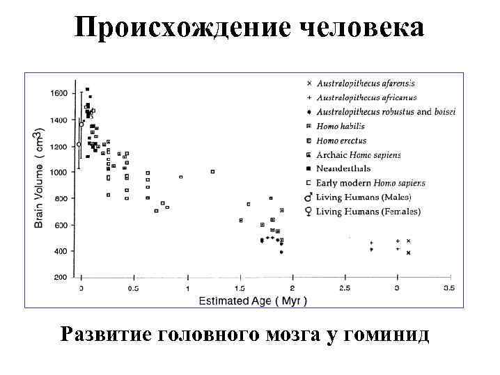 Происхождение человека Развитие головного мозга у гоминид 