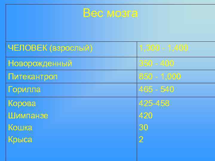 Вес мозга ЧЕЛОВЕК (взрослый) 1, 300 - 1, 400 Новорожденный 350 - 400 Питекантроп