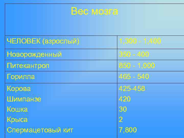 Вес мозга ЧЕЛОВЕК (взрослый) 1, 300 - 1, 400 Новорожденный 350 - 400 Питекантроп