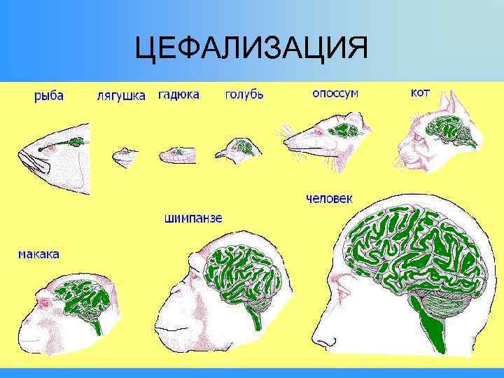 ЦЕФАЛИЗАЦИЯ 