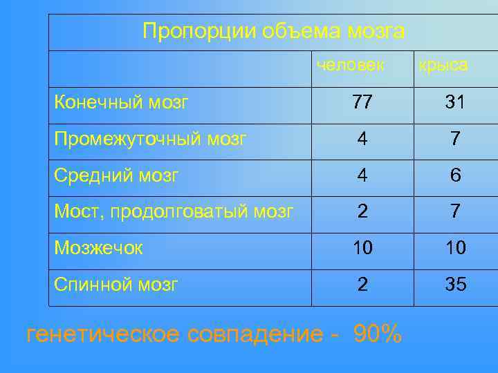 Пропорции объема мозга человек крыса Конечный мозг 77 31 Промежуточный мозг 4 7 Средний