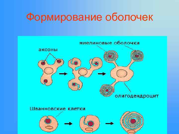 Формирование оболочек 