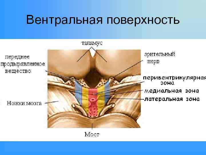 Вентральная поверхность 