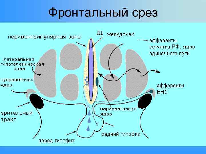 Какой участок мозга поврежден у собаки походка которой изображена на рисунке 1 спинной 2 гипоталамус