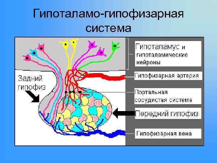Гипоталамо-гипофизарная система 
