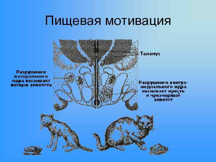 Пищевая мотивация 