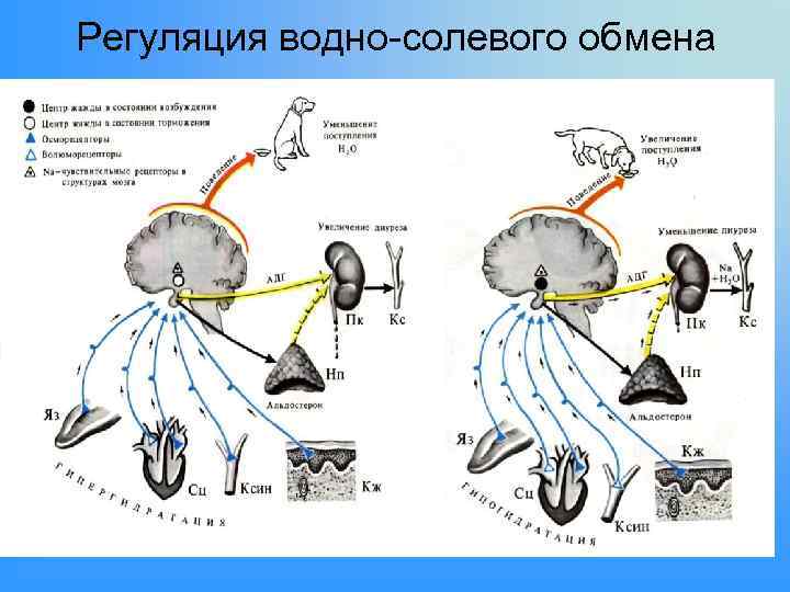 Схема регуляции водно солевого обмена в организме