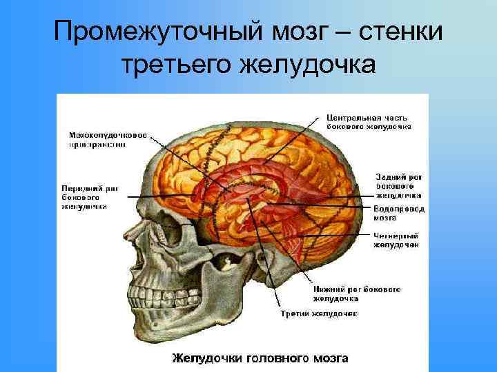 Промежуточный мозг – стенки третьего желудочка 