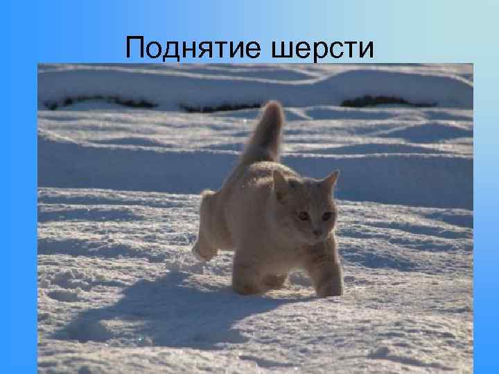 Поднятие шерсти 