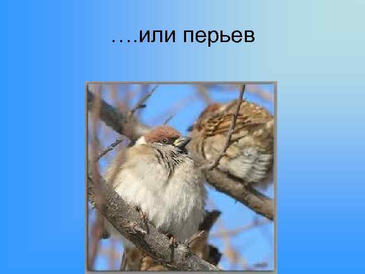 …. или перьев 
