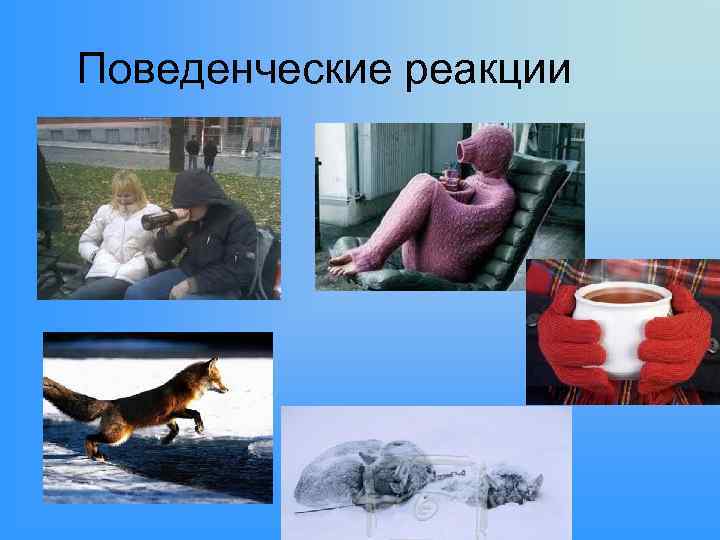 Поведенческие реакции 