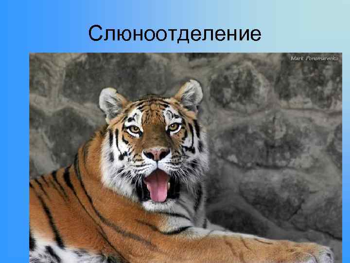 Слюноотделение 