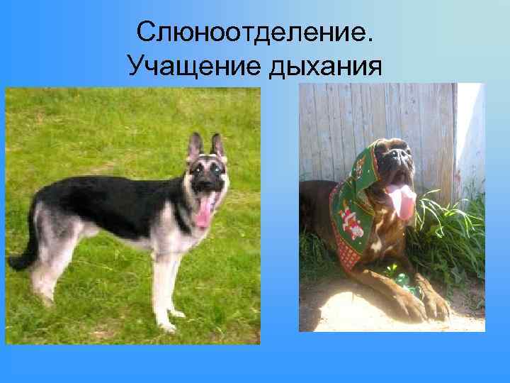 Слюноотделение. Учащение дыхания 