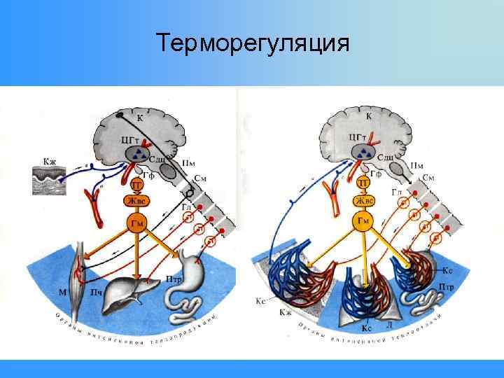 Терморегуляция 