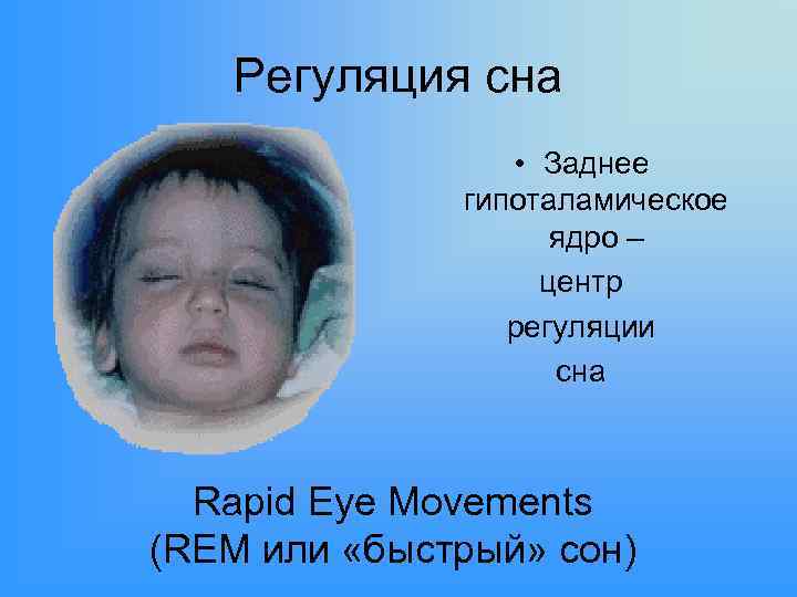 Регуляция сна • Заднее гипоталамическое ядро – центр регуляции сна Rapid Eye Movements (REM