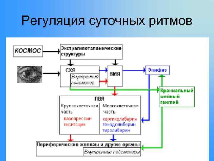 Регуляция тканей. Регуляция циркадных ритмов. Модель регуляции суточных ритмов. Регуляция циркадных ритмов отдел мозга. Мультиосцилляторная модель регуляции биологических ритмов.